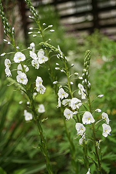 f0051194_12581482.jpg
