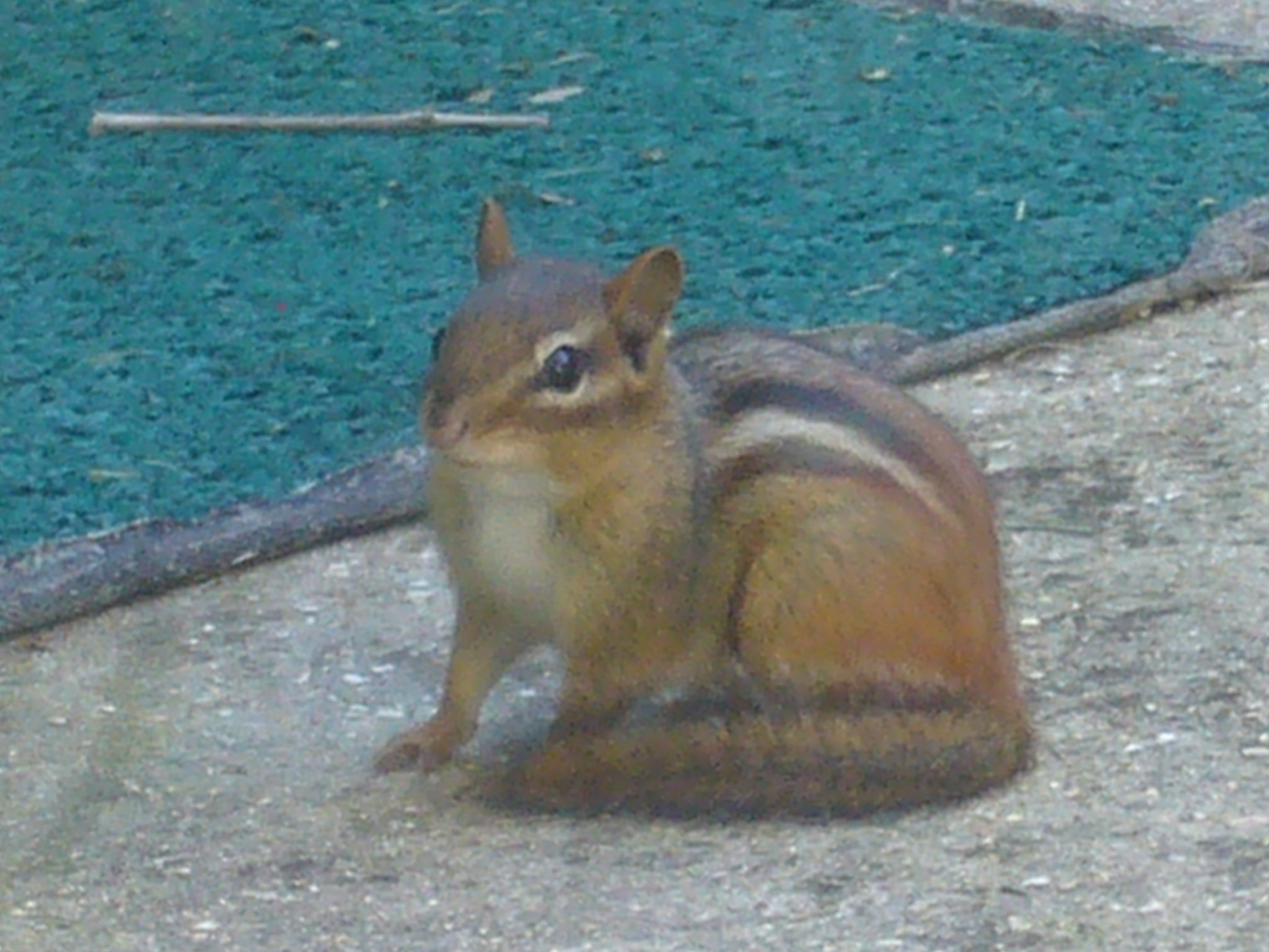 f0169397_4384567.jpg