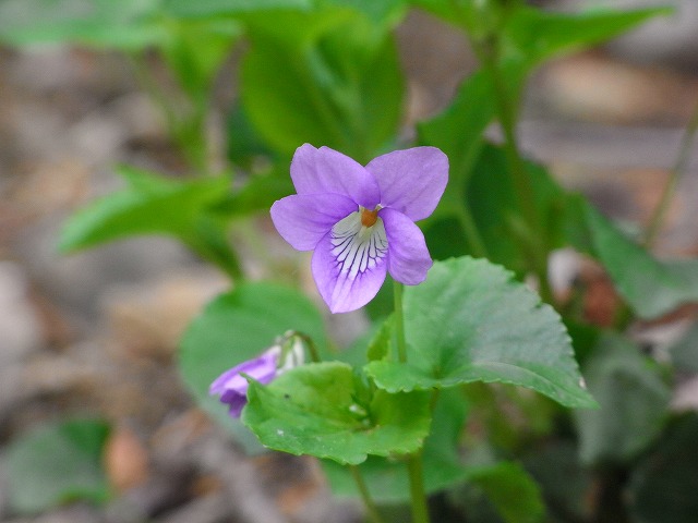 f0157901_2050297.jpg