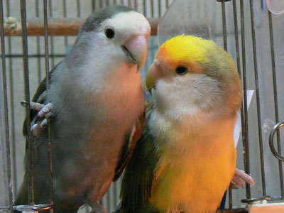 e0148120_7335189.jpg