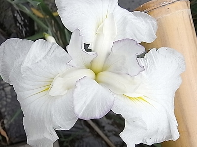 e0157157_2218981.jpg