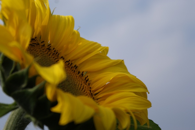 a0091666_21474016.jpg