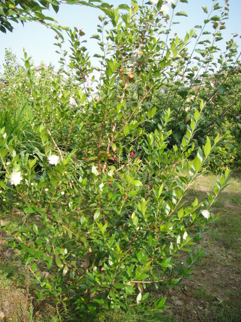 f0137275_4442516.jpg