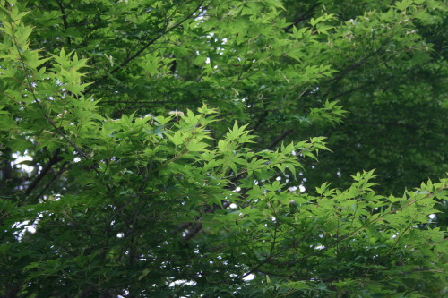 e0114977_19541533.jpg