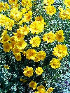 f0054677_5594679.jpg