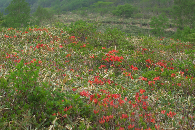 b0083779_083436.jpg
