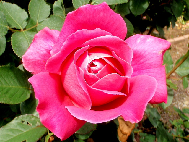 a0007388_12263397.jpg