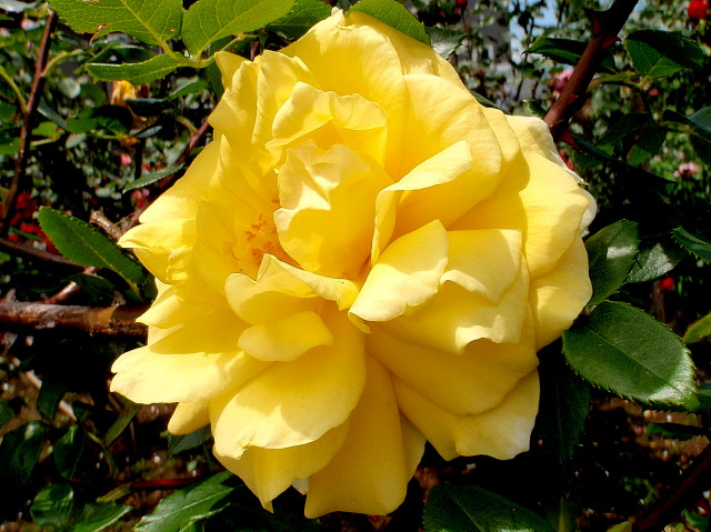 a0007388_1227493.jpg