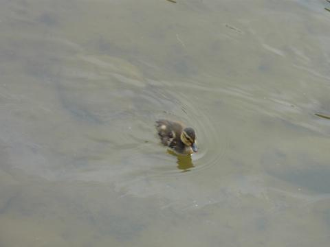 f0181488_92414100.jpg