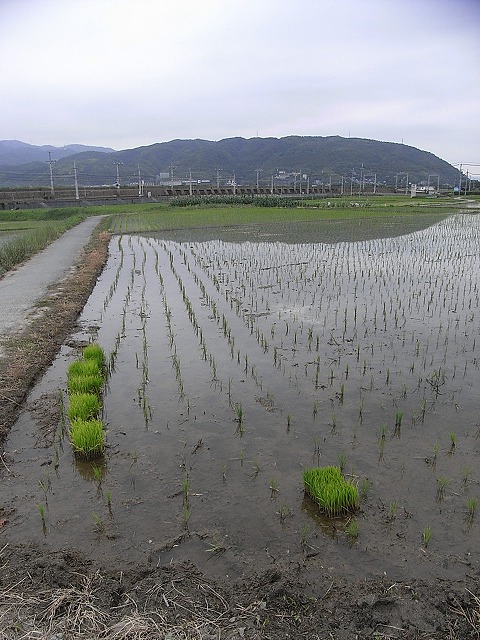 a0118289_849873.jpg