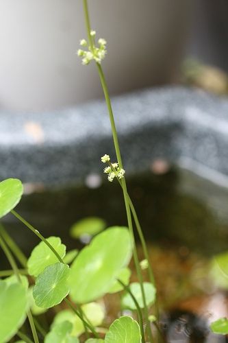 e0082098_026166.jpg