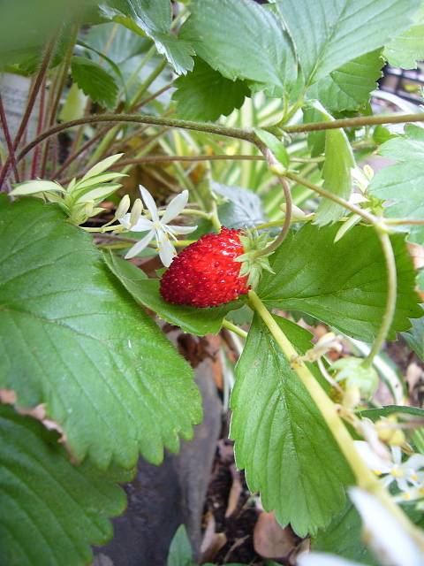 b0114403_713926.jpg
