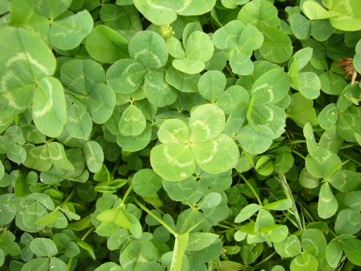e0130008_22262433.jpg