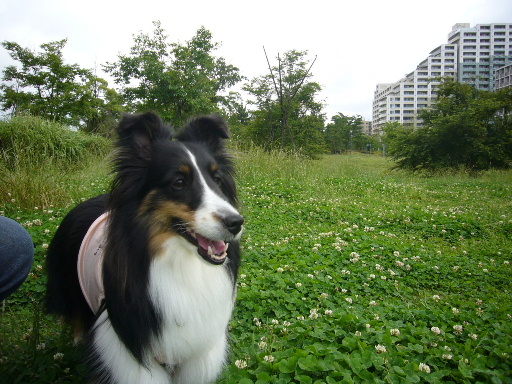e0130008_22343779.jpg