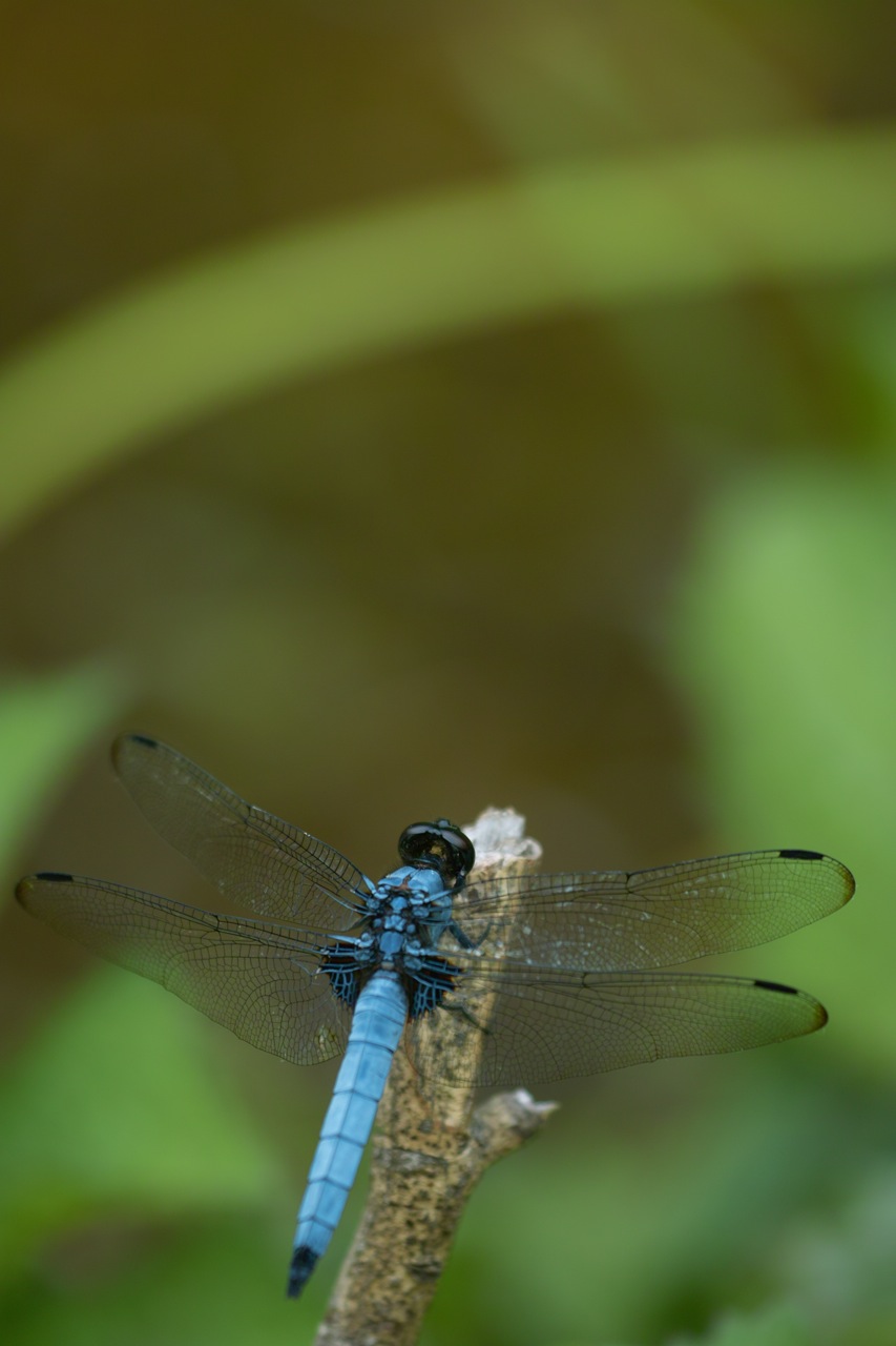 b0137311_20325236.jpg