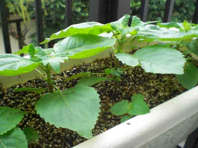 f0080316_23374069.jpg