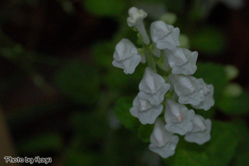 a0059328_22374226.jpg