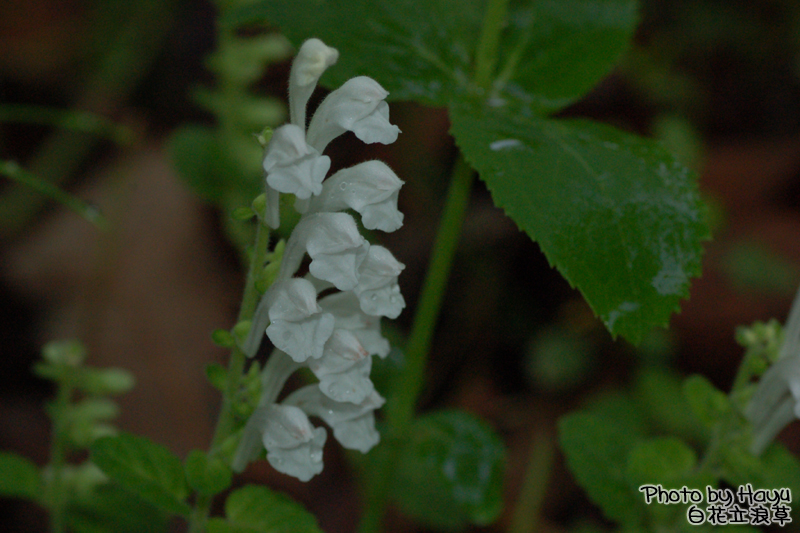 a0059328_2374359.jpg