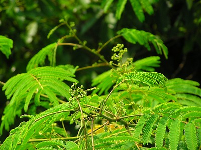 f0009128_21162559.jpg