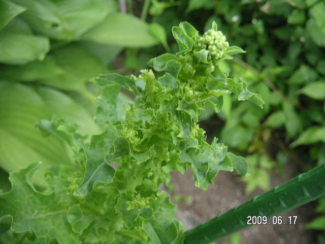 a0020929_13303526.jpg