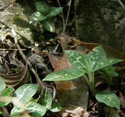 e0145033_2115683.jpg
