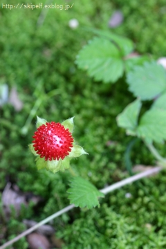 c0134734_14413359.jpg
