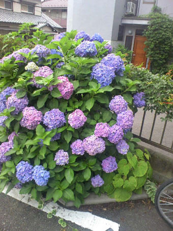 c0125637_1318459.jpg