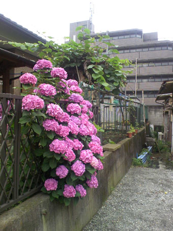c0125637_13185488.jpg
