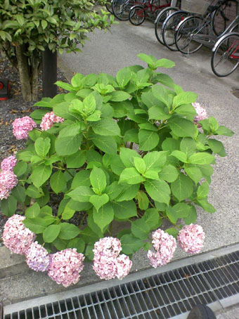 c0125637_13192834.jpg