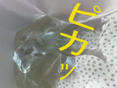 a0120944_12584426.jpg