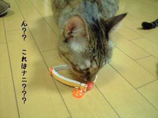 f0116546_23231683.gif