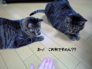 f0116546_23372157.gif