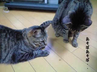 f0116546_2339173.gif