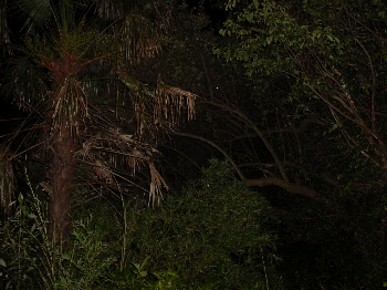 a0003150_6495789.jpg
