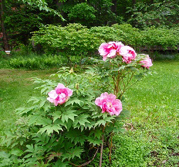 e0004756_21202076.jpg