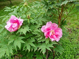 e0004756_21205035.jpg