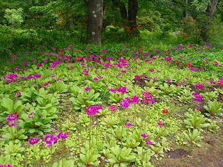 e0004756_2123213.jpg
