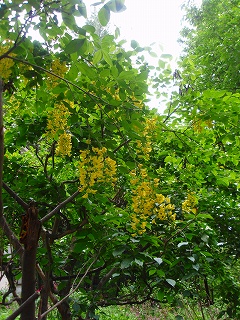 e0004756_21422416.jpg