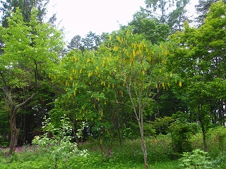 e0004756_21424877.jpg