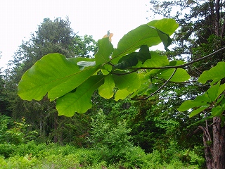 e0004756_2231178.jpg