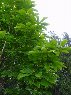 e0004756_2233978.jpg