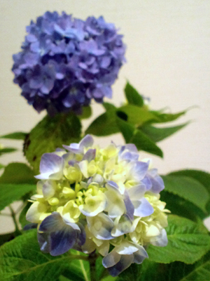 c0050264_18473293.jpg
