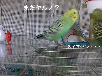 f0196665_0325258.jpg