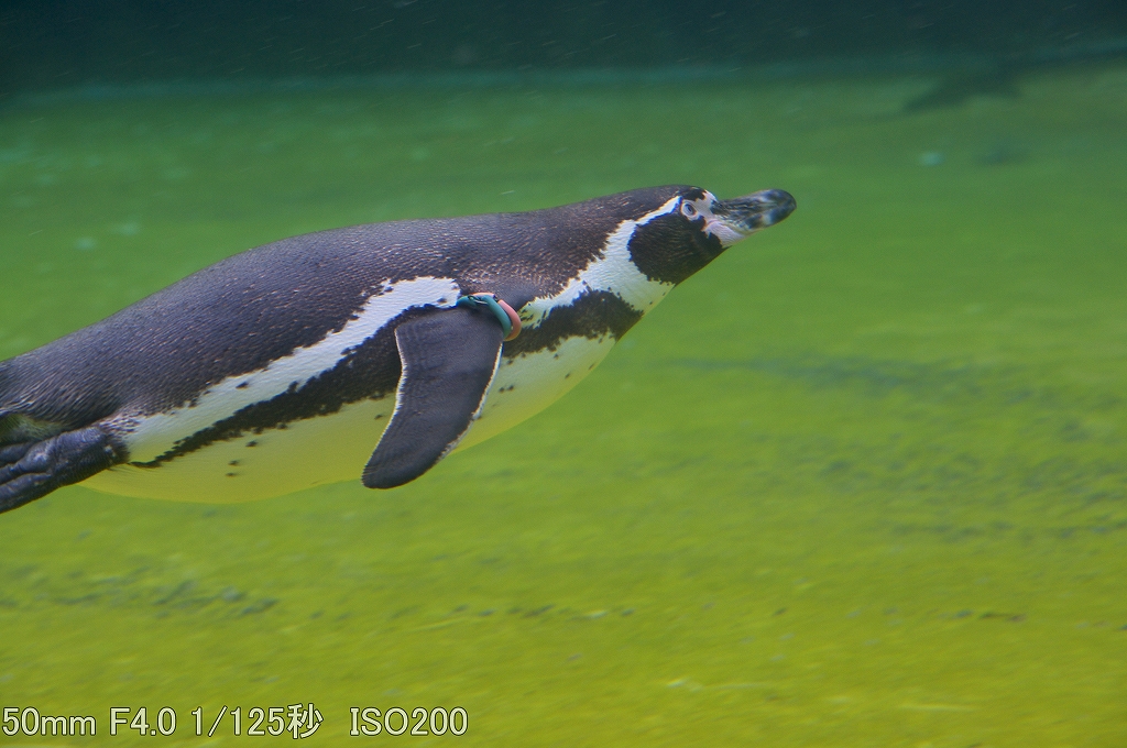 b0164779_0351666.jpg