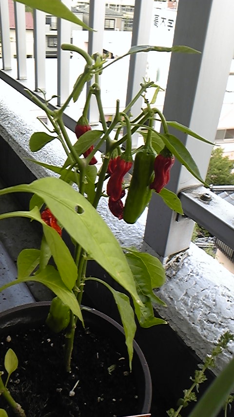 d0045588_8125280.jpg