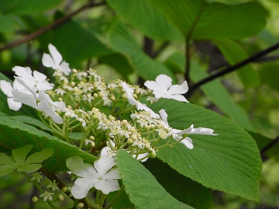 f0157901_143514.jpg