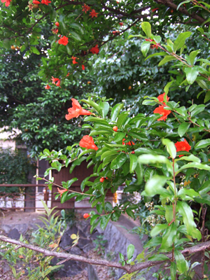 c0069903_8161760.jpg