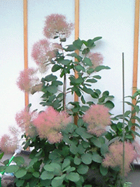 c0022913_9131513.gif