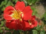 f0139520_1434476.jpg