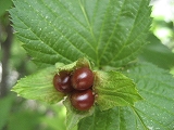 f0139520_1443655.jpg